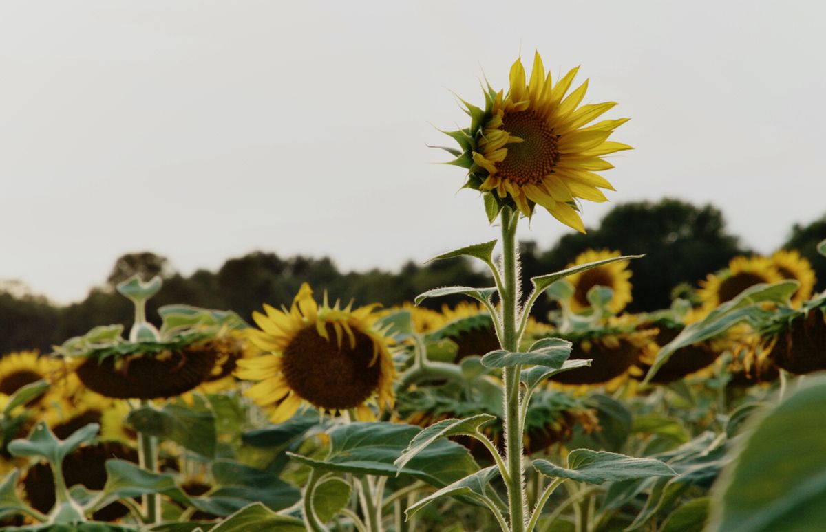 Fericirea – o necesitate, nu un lux!
