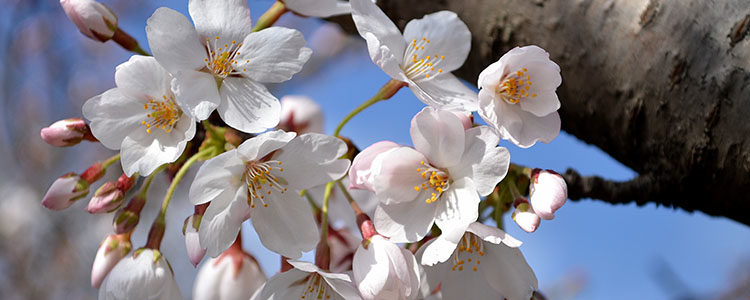 Gânduri de acasă… Gânduri de acasă…